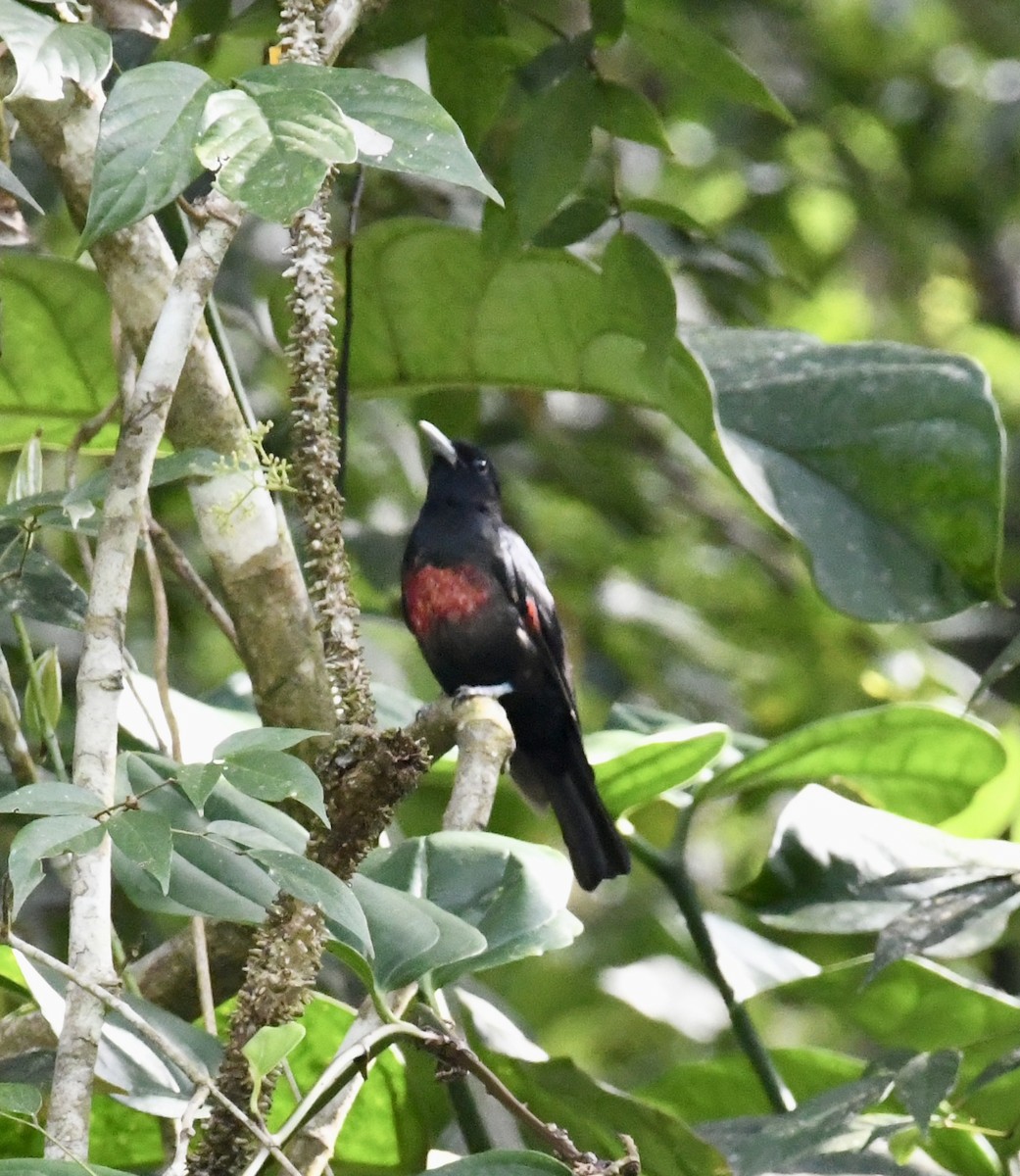 Black-and-crimson Oriole - ML640051063
