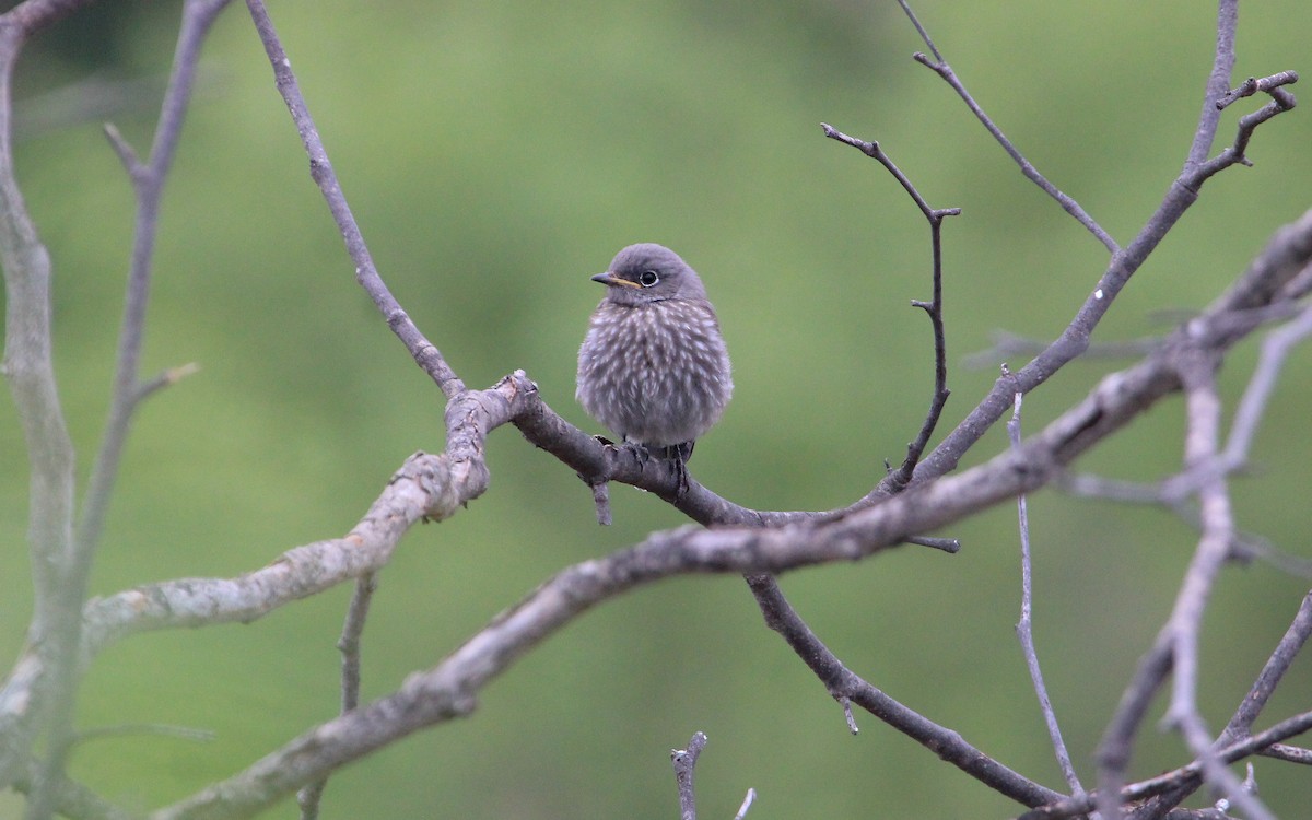 Western Bluebird - ML640051093