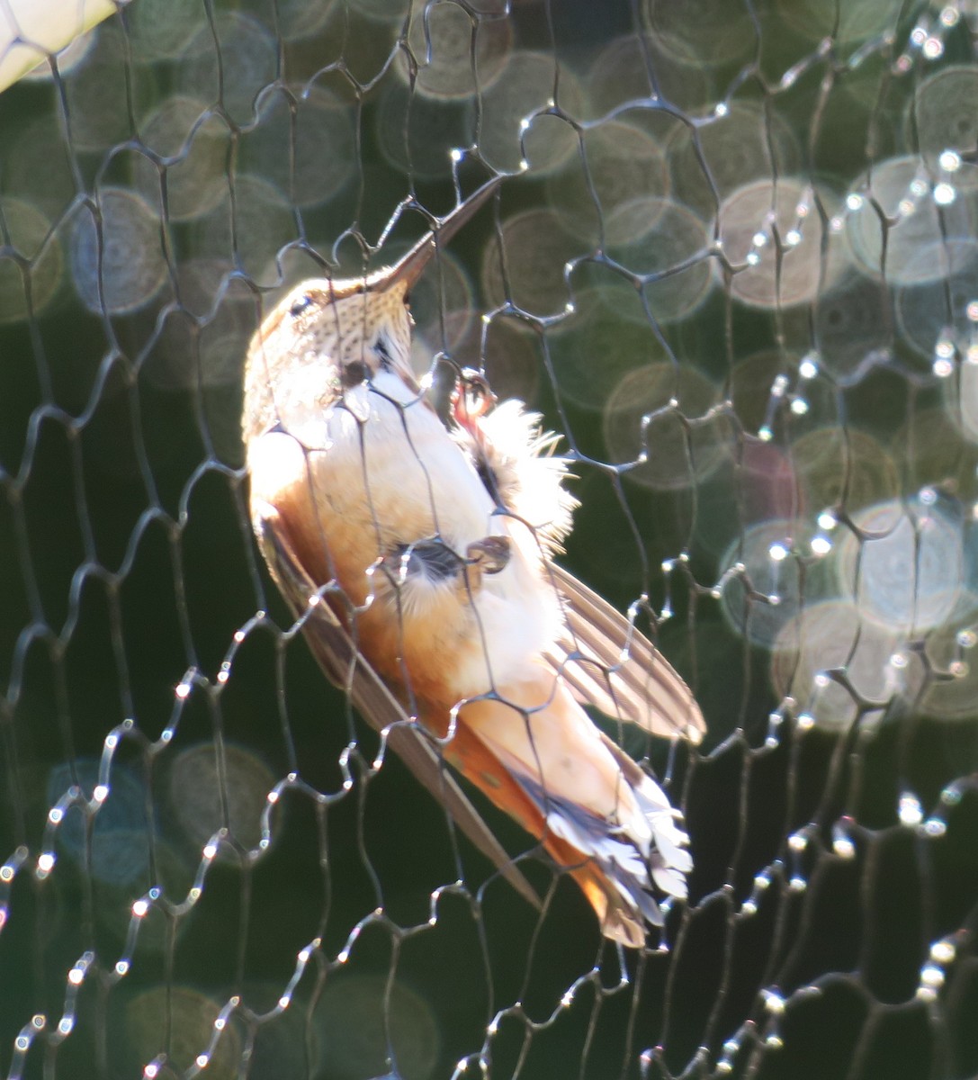 Rufous Hummingbird - ML640051131