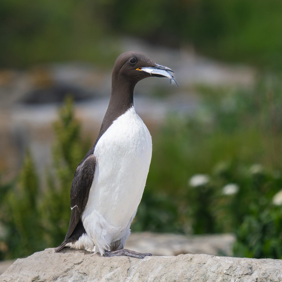 Common Murre - ML640051148