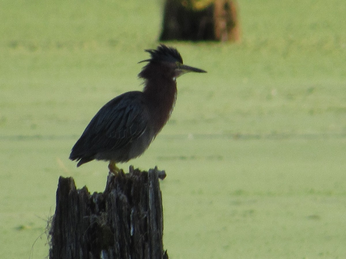 Green Heron - ML640051277