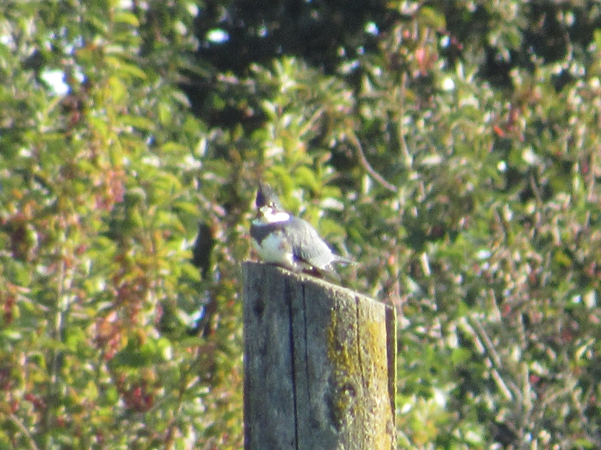 Belted Kingfisher - ML640051289