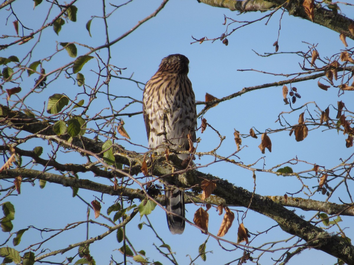 Cooper's Hawk - ML640051293