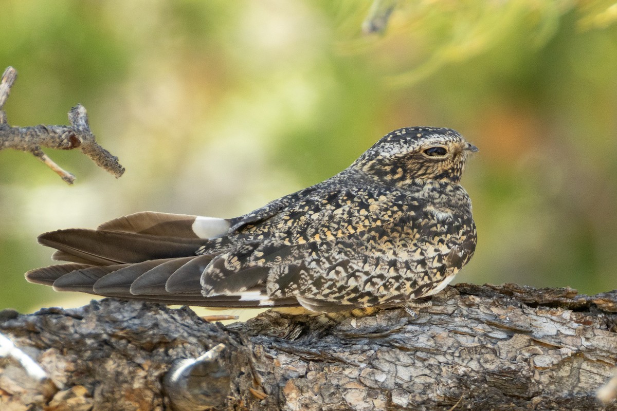 Common Nighthawk - ML640051303