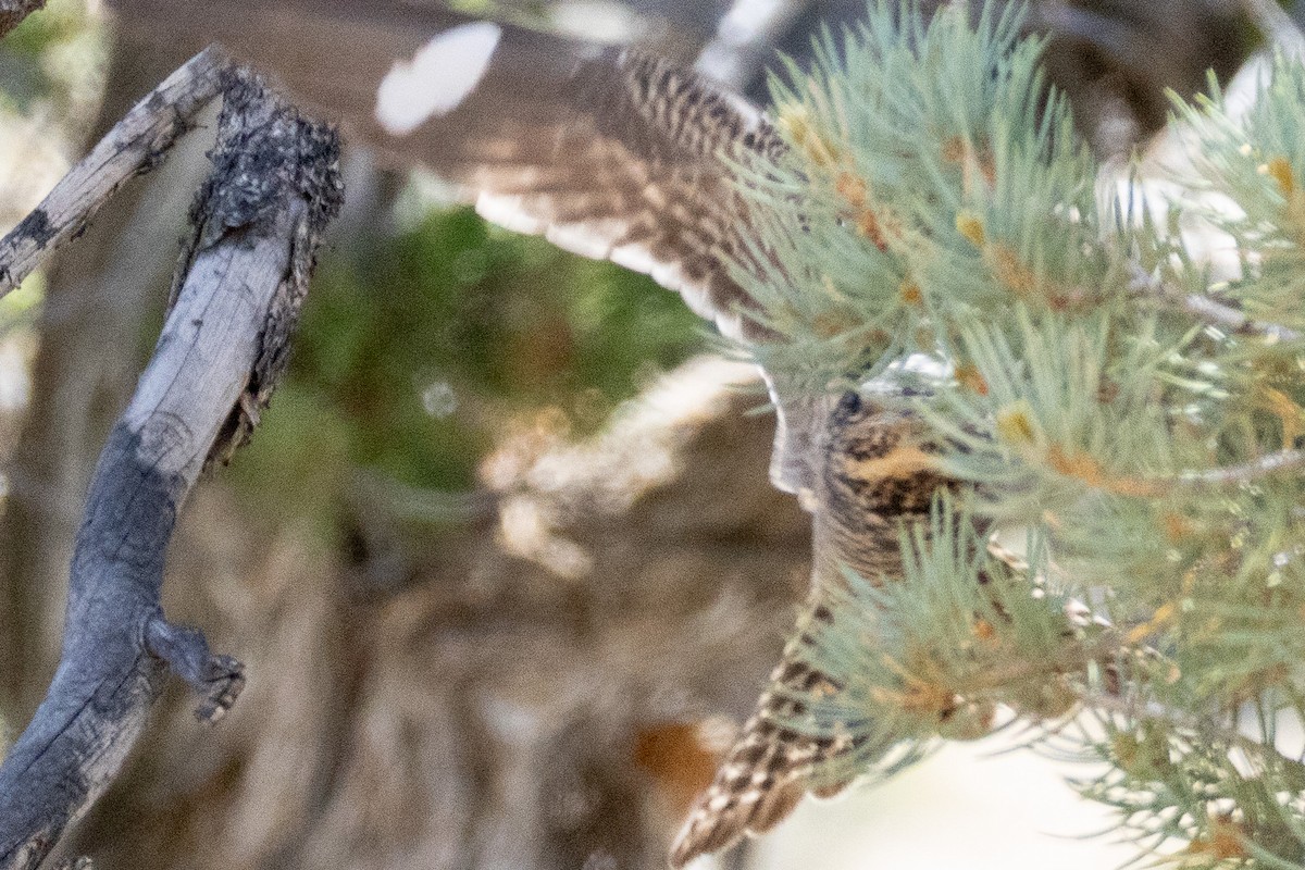 Common Nighthawk - ML640051304