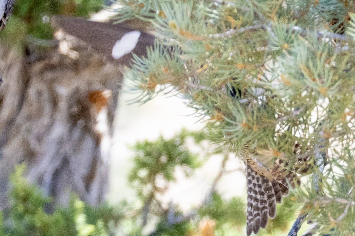 Common Nighthawk - ML640051306