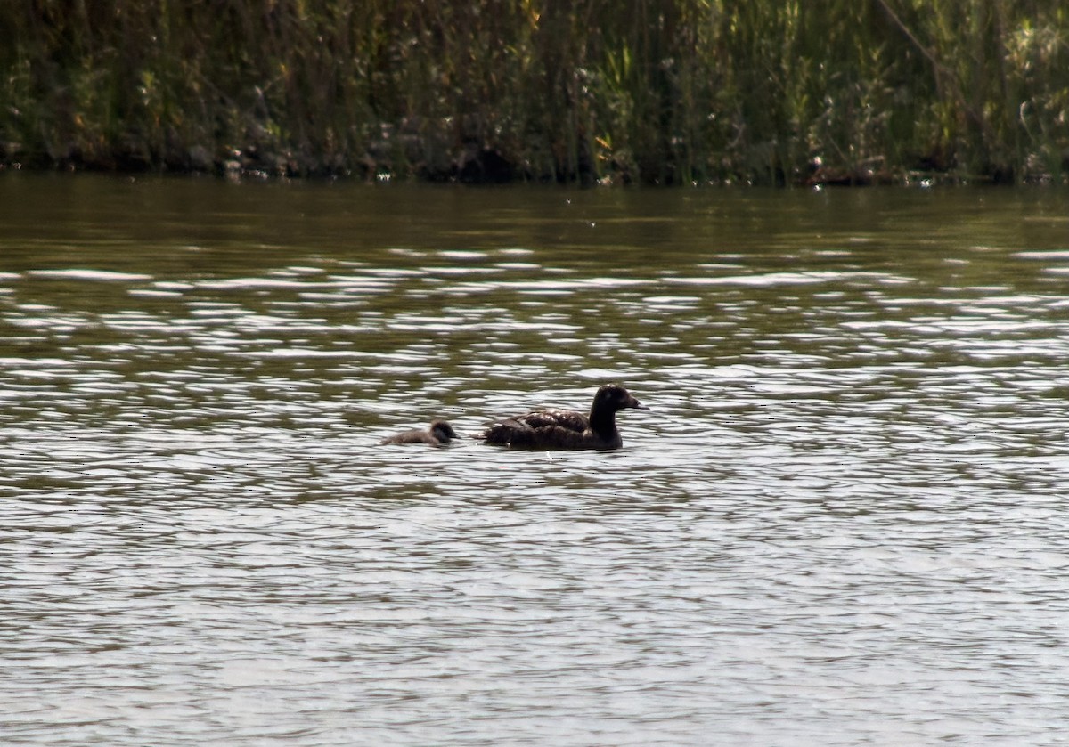 White-winged Scoter - ML640051323