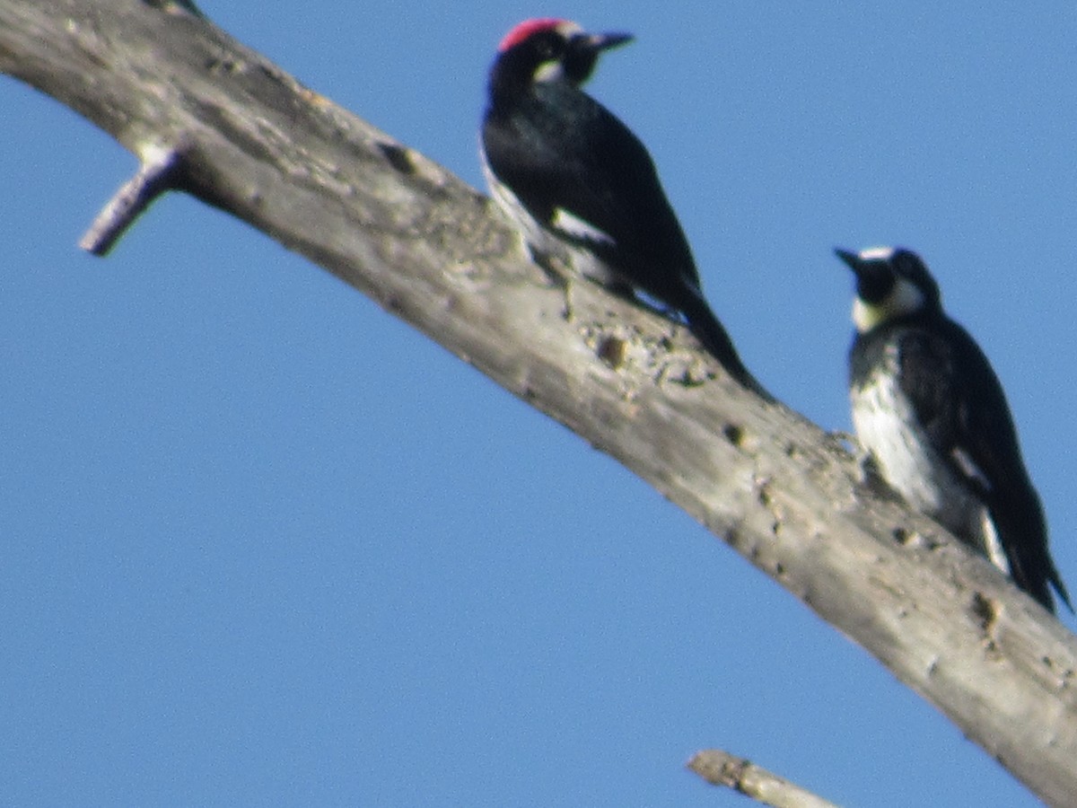 Acorn Woodpecker - ML640051334