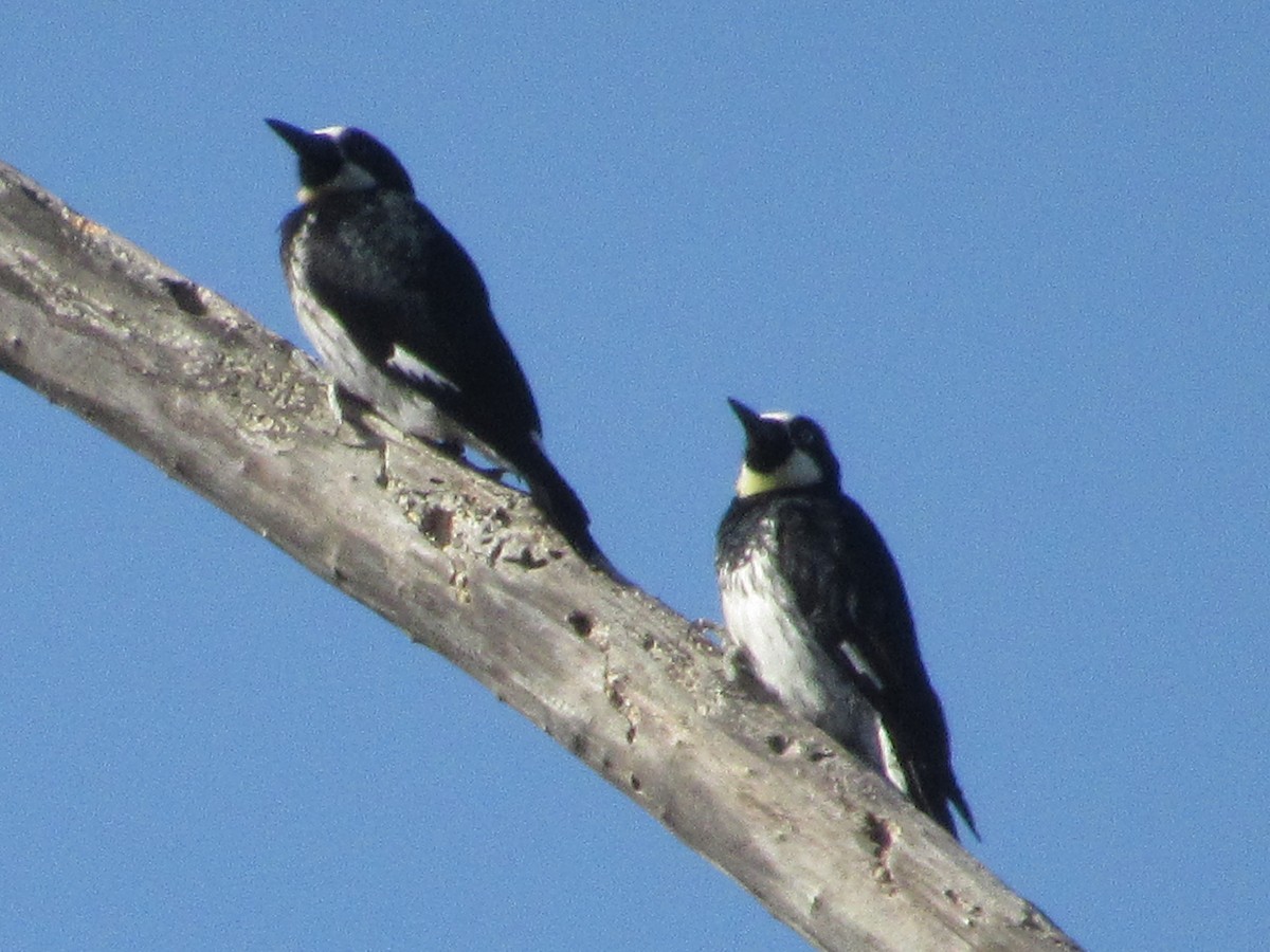 Acorn Woodpecker - ML640051339