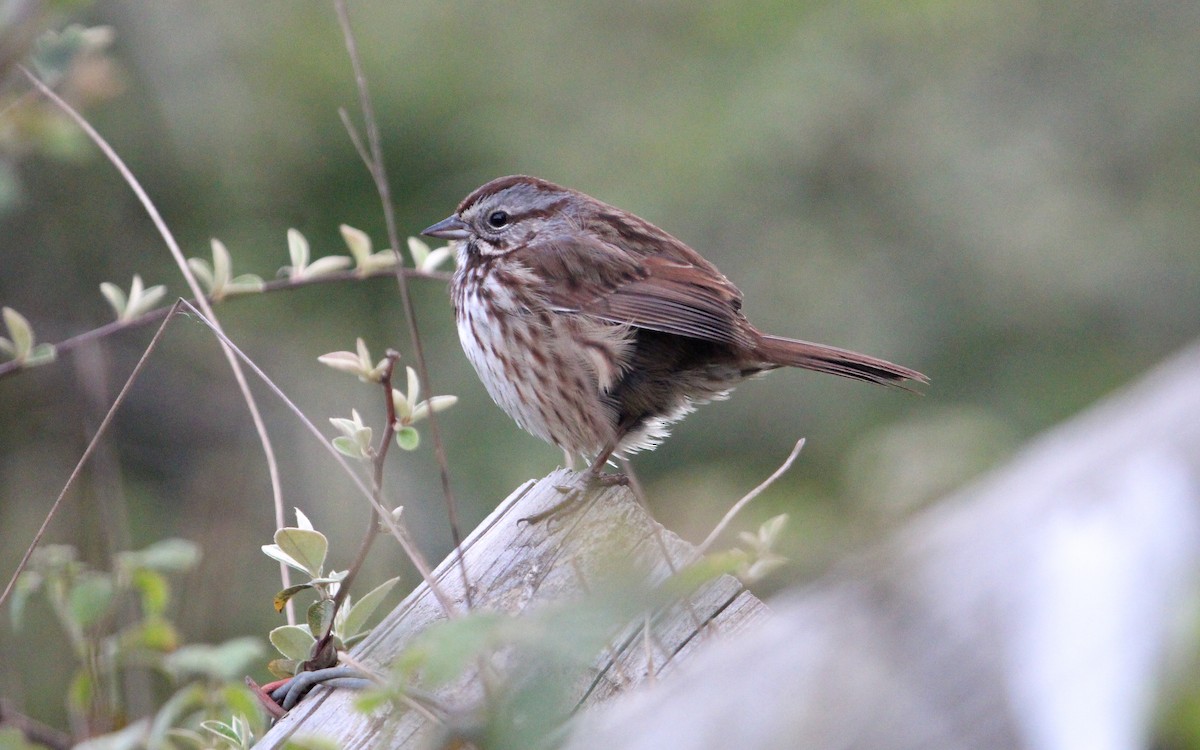 Song Sparrow - ML640051343