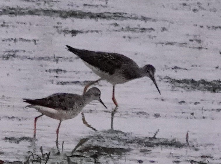 Lesser Yellowlegs - ML640051376