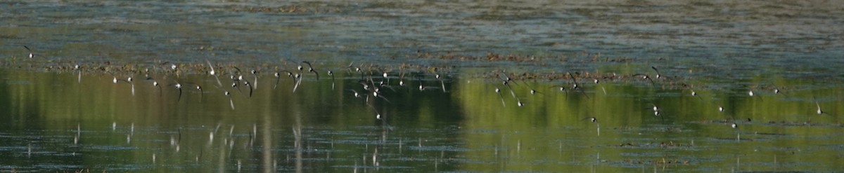 Least Sandpiper - ML640051381