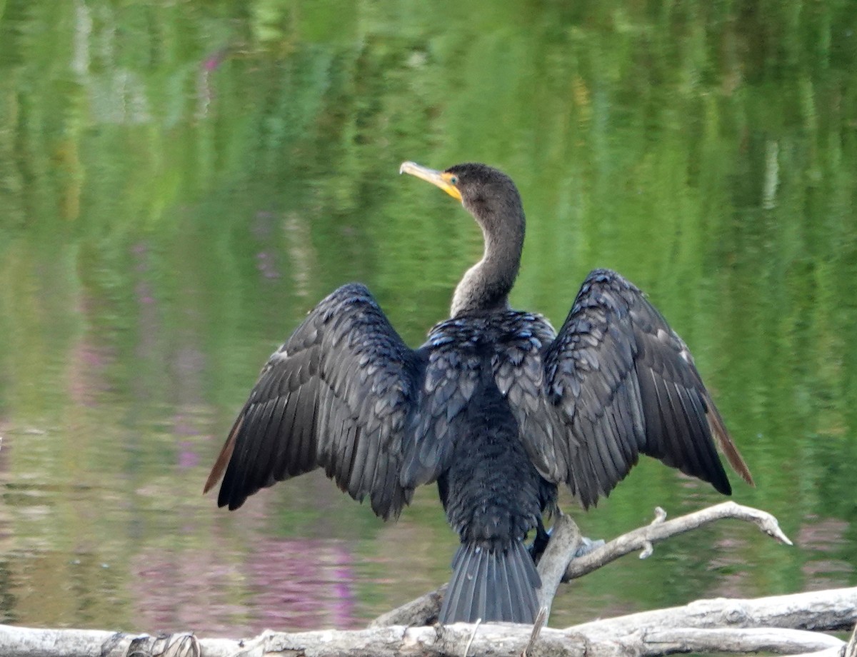 Double-crested Cormorant - ML640051402