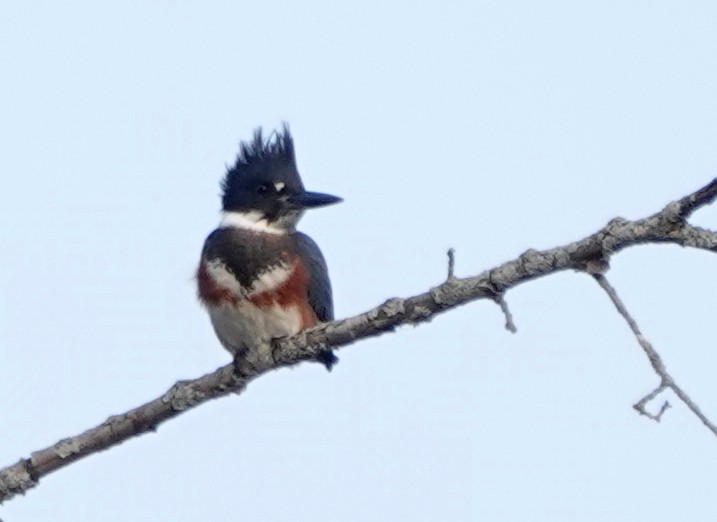Belted Kingfisher - ML640051436