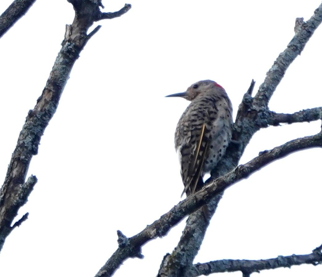 Northern Flicker - ML640051447