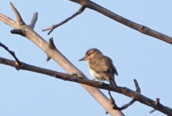Red-eyed Vireo - ML640051458