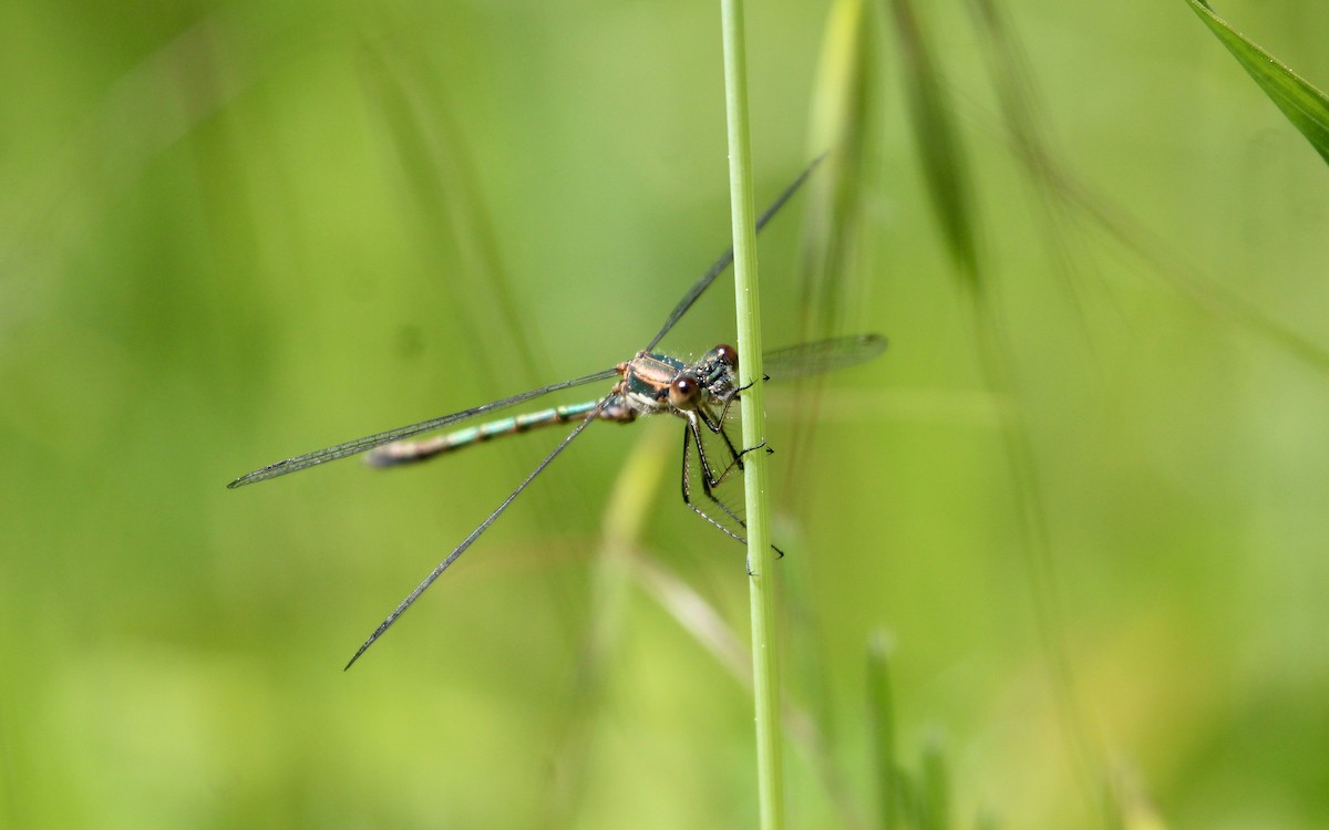 Dragonflies and Damselflies - ML640051466
