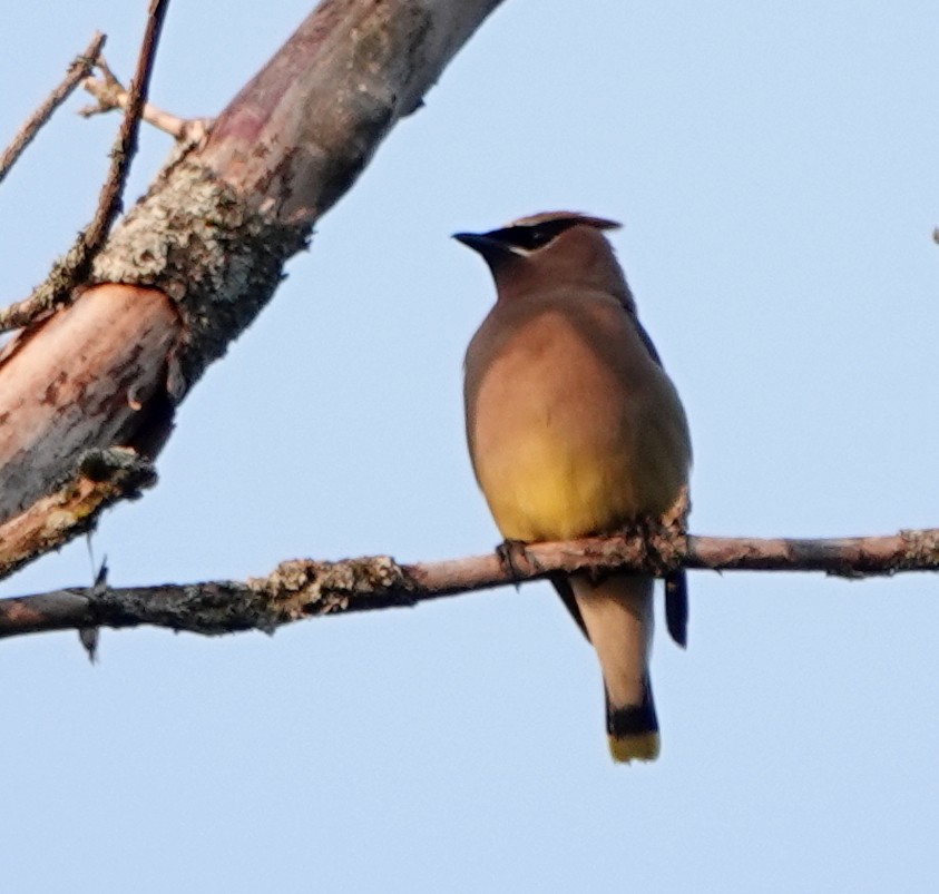 Cedar Waxwing - ML640051500