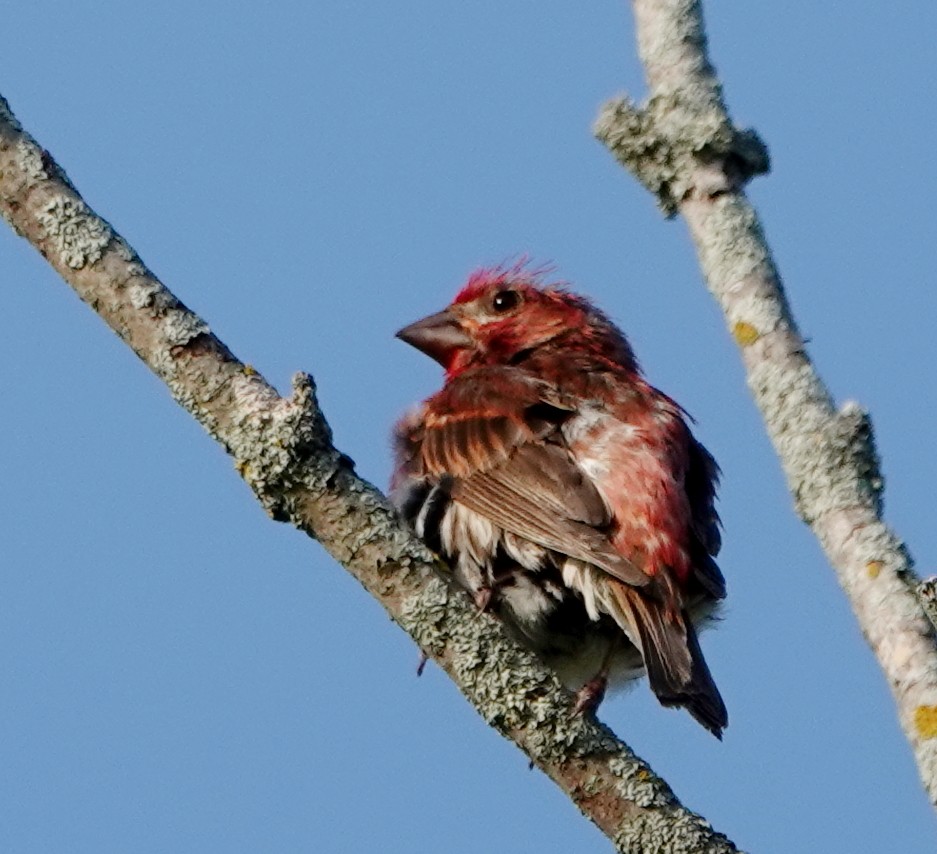 Purple Finch - ML640051505