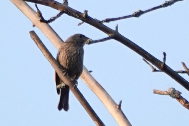 Brown-headed Cowbird - ML640051534