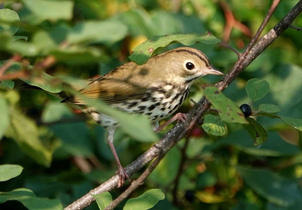 Ovenbird - ML640051541