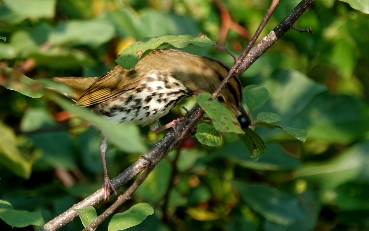 Ovenbird - ML640051556