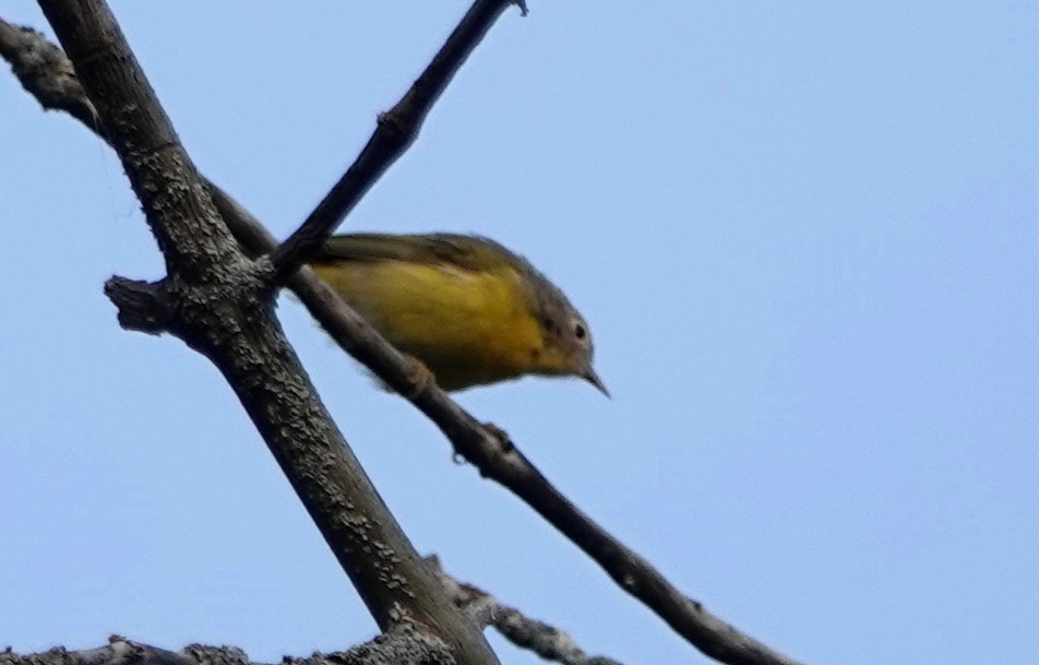 Nashville Warbler - ML640051574