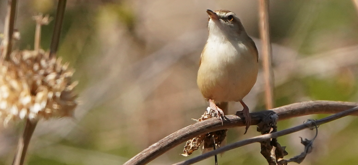 Tawny-flanked Prinia - ML640051598