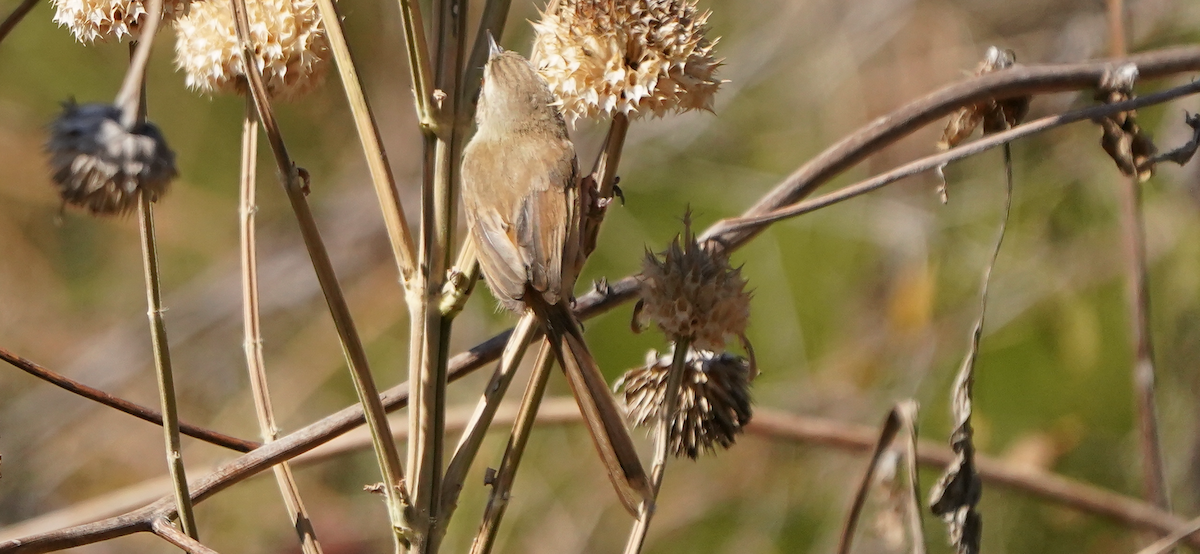 Tawny-flanked Prinia - ML640051599