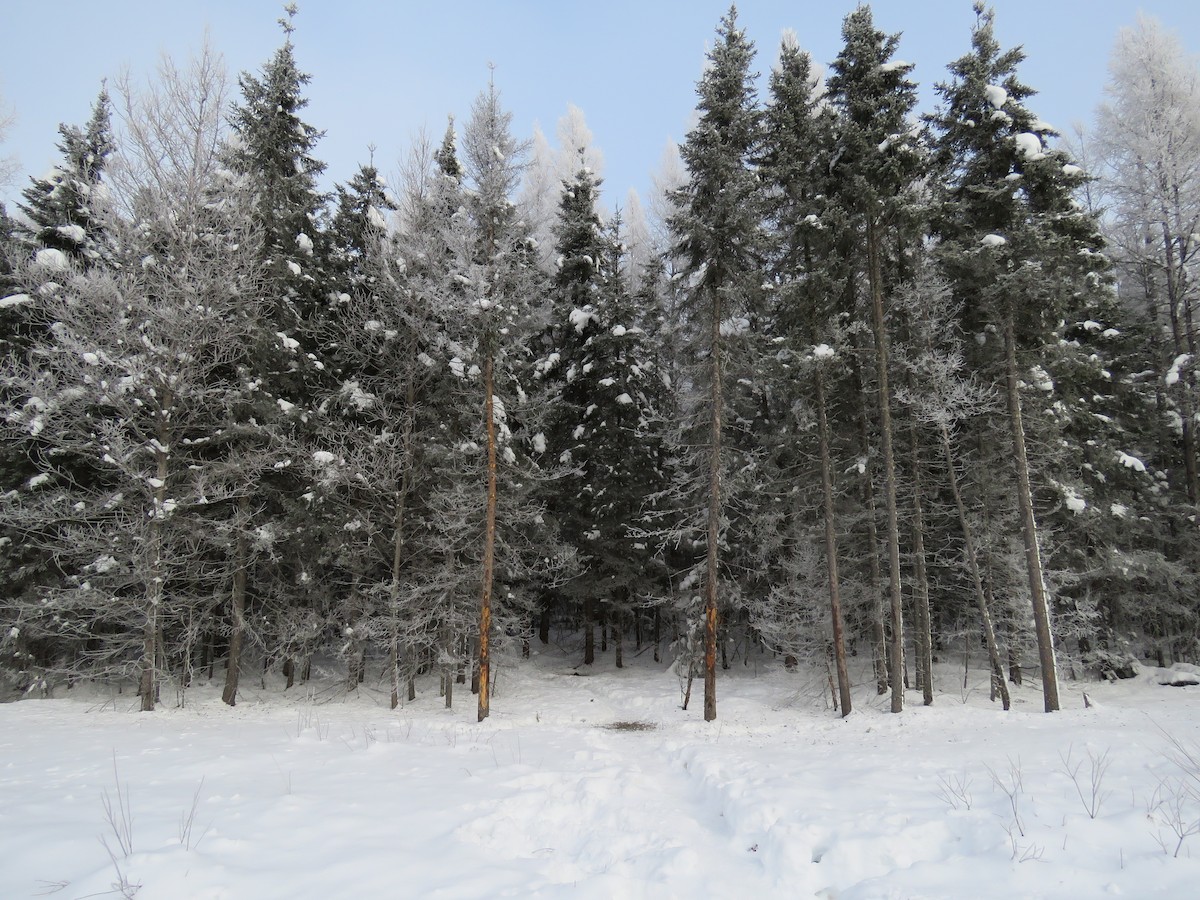 ML640051609 - Habitat: Arkola Road feeders - Macaulay Library
