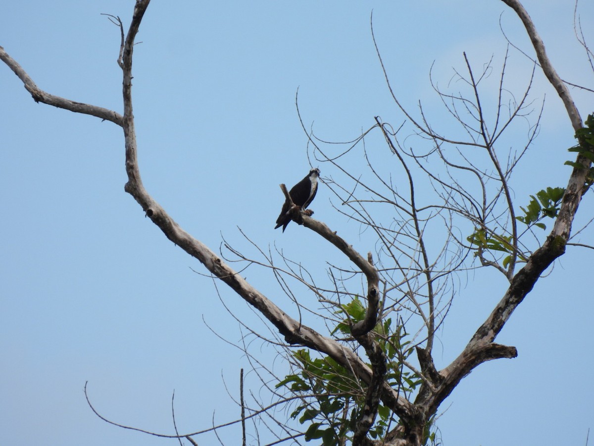 Osprey - ML640051682