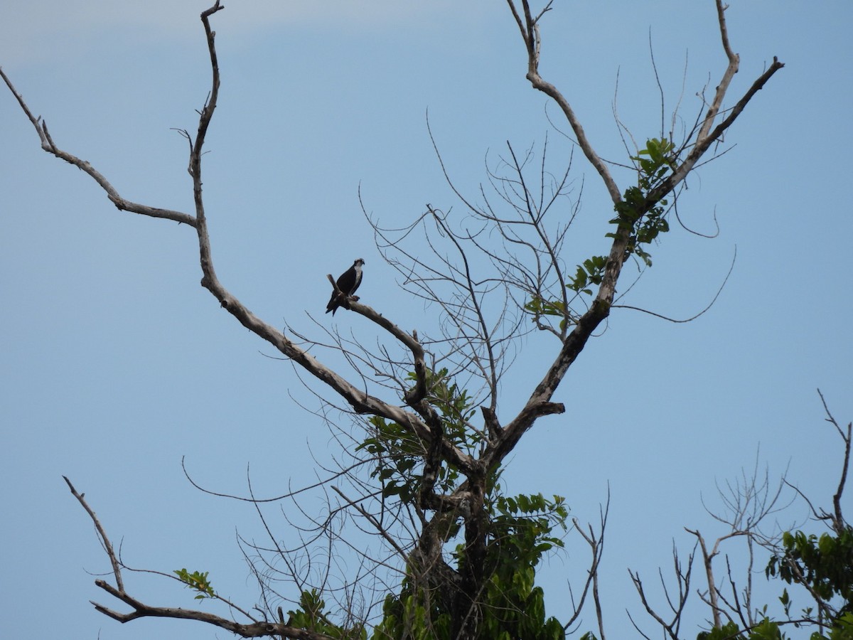 Osprey - ML640051683