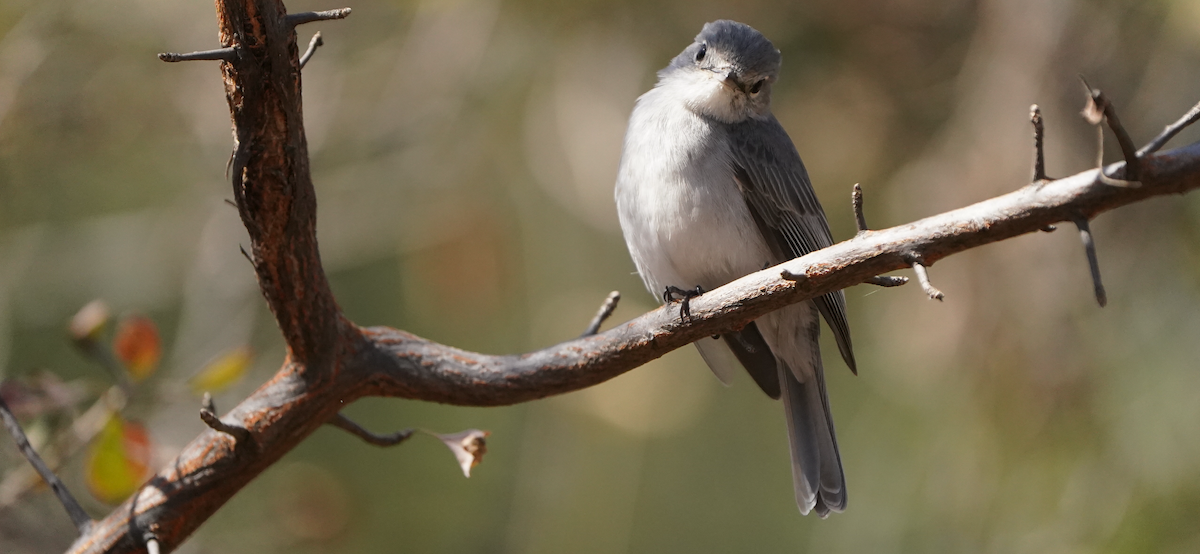 Ashy Flycatcher - ML640051741