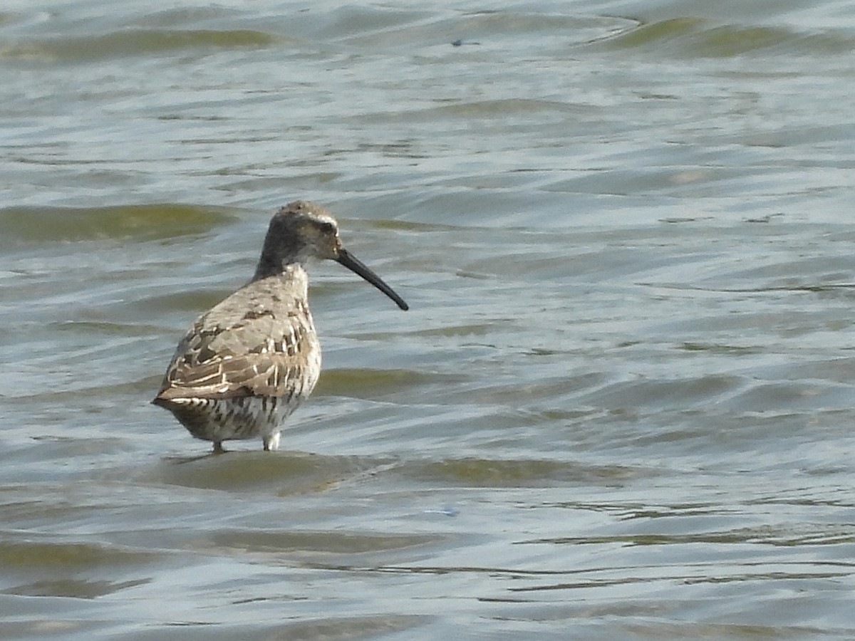 Stilt Sandpiper - ML640051763