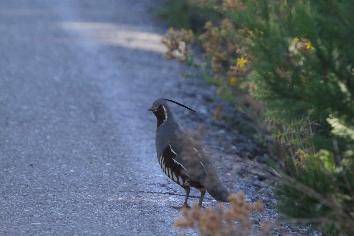 Mountain Quail - ML640051802