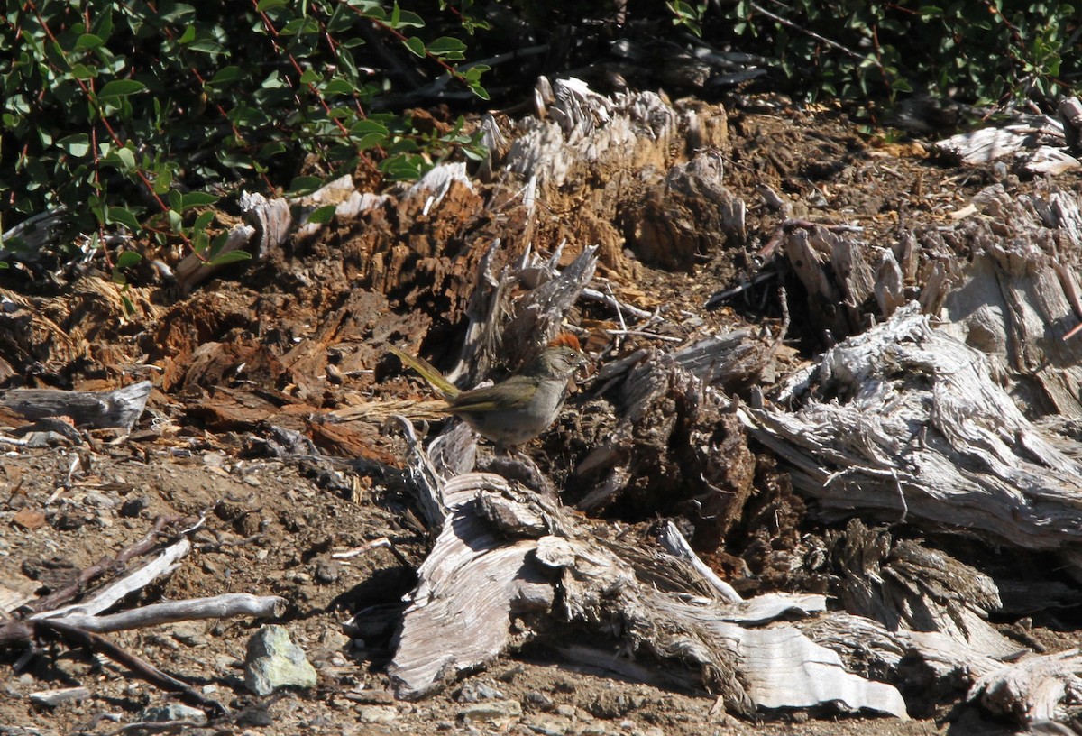 Green-tailed Towhee - ML640051817