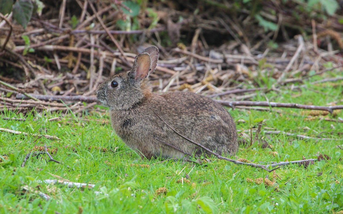 Brush Rabbit - ML640051853