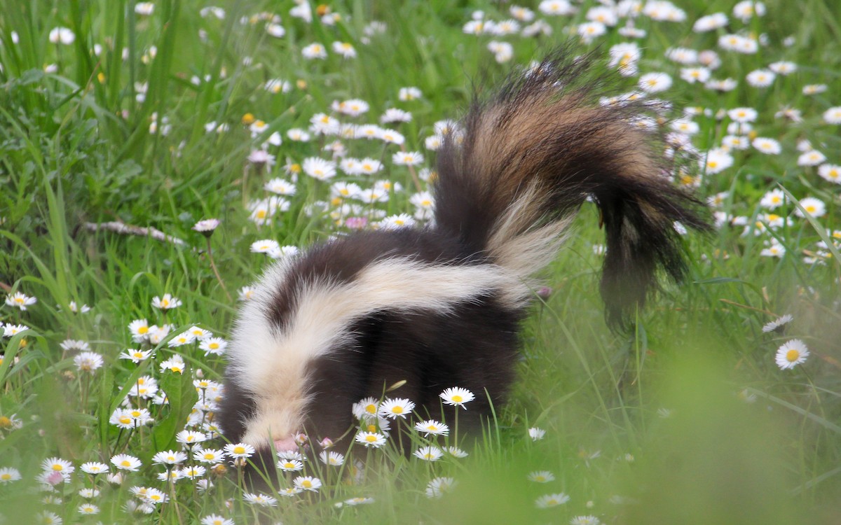 Striped Skunk - ML640051854