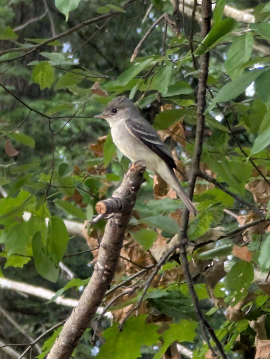 tyranovec východní - ML640051873