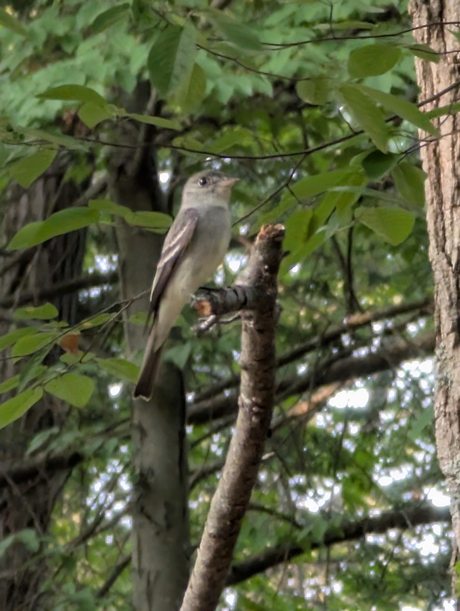 tyranovec východní - ML640051876