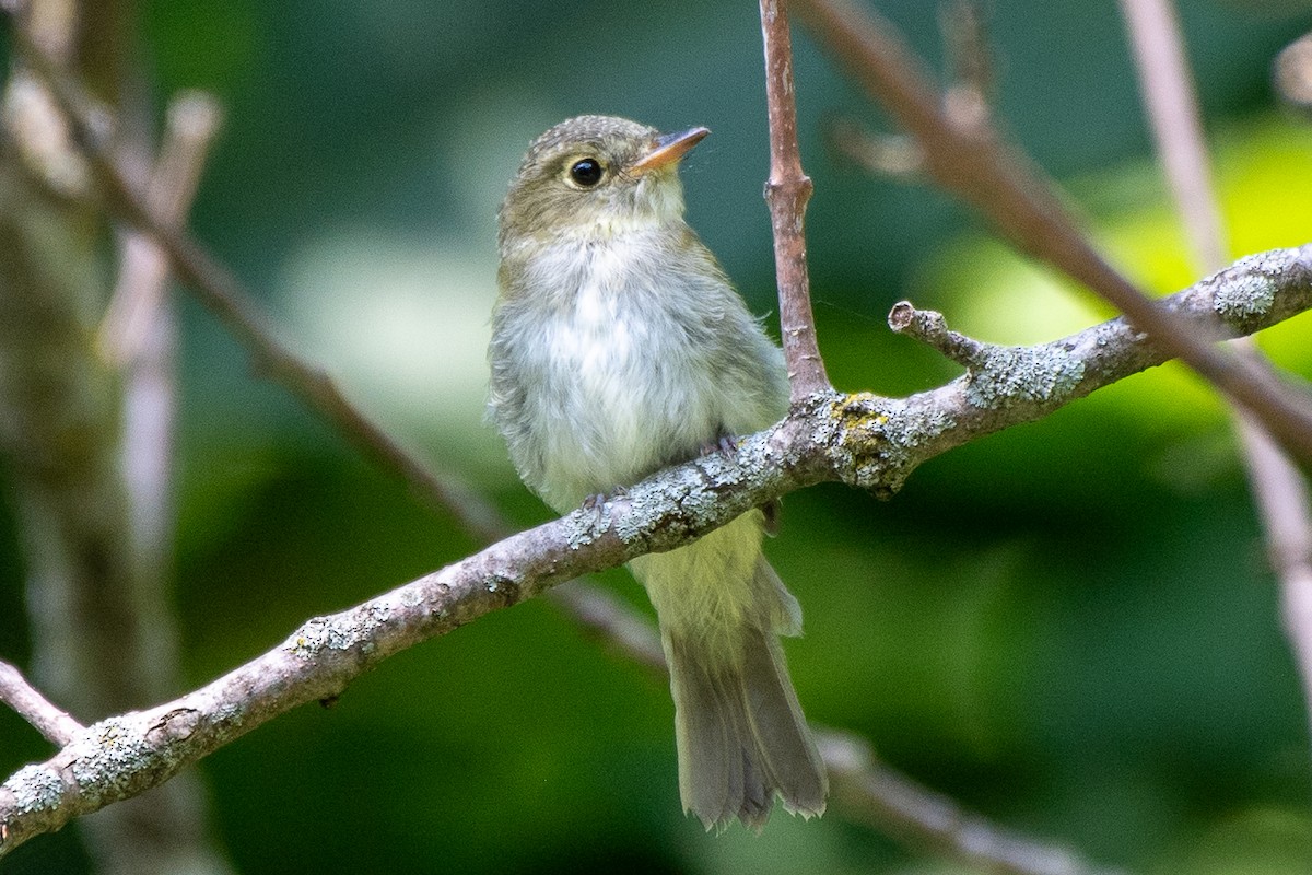 Acadian Flycatcher - ML640051938