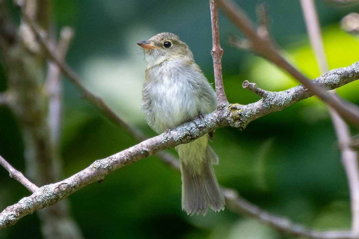 Acadian Flycatcher - ML640051939