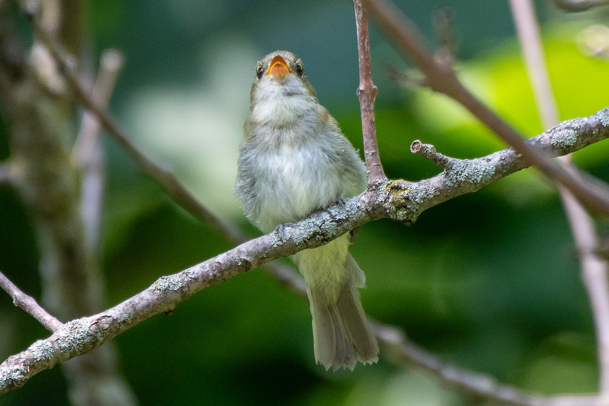 Acadian Flycatcher - ML640051940