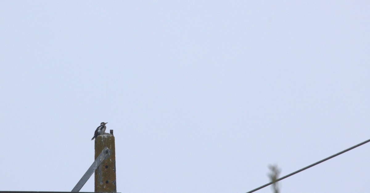 Great Spotted Woodpecker - ML640051958