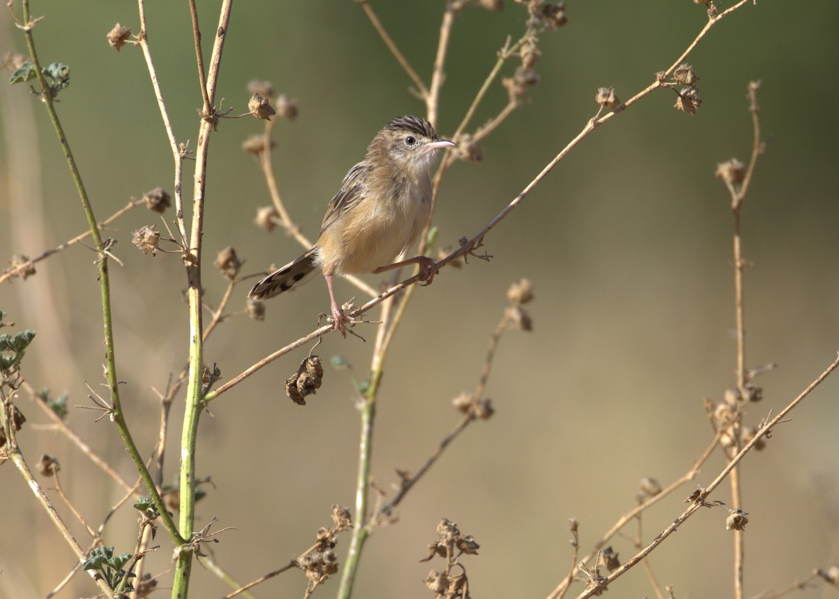 Zitting Cisticola - ML640051997