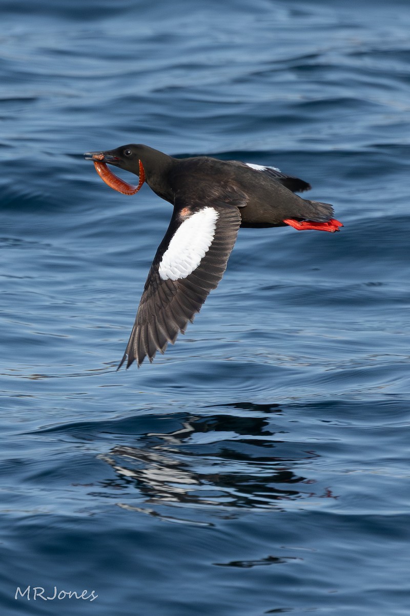 Black Guillemot - ML640052028