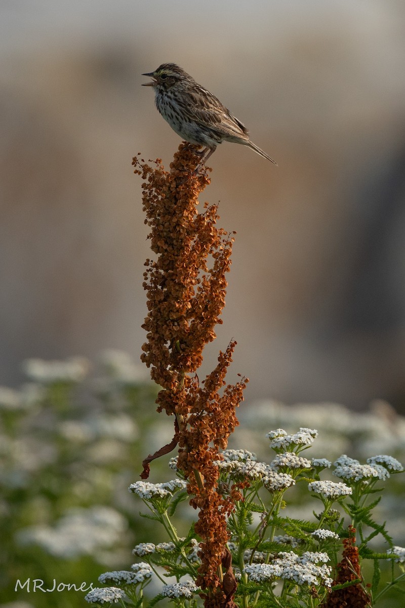 Savannah Sparrow - ML640052038