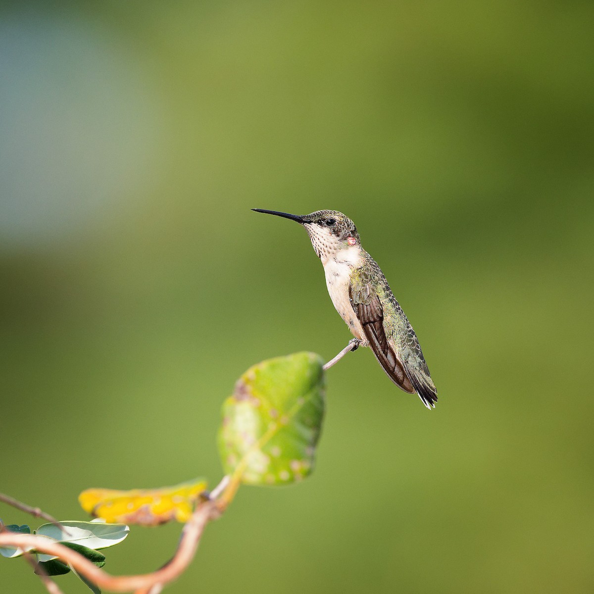 Ruby-throated Hummingbird - ML640052064