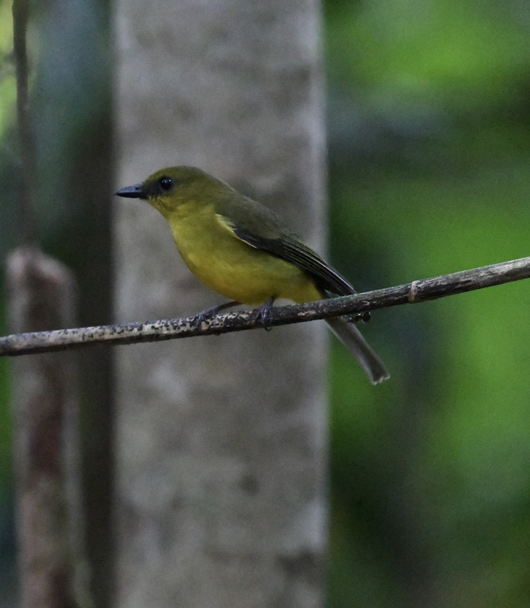Bornean Whistler - ML640052100