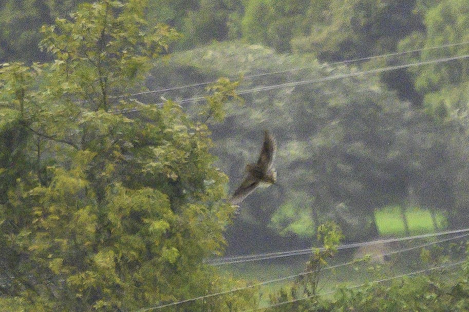 Noble Snipe - ML640052110